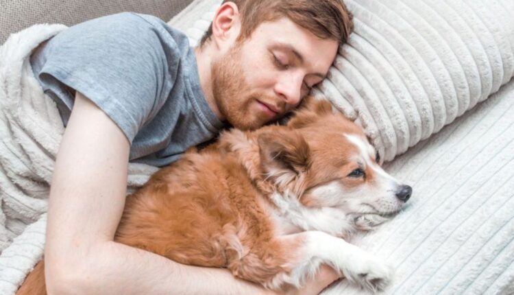 Faz mal dormir com cachorro na cama Quais cuidados tomar